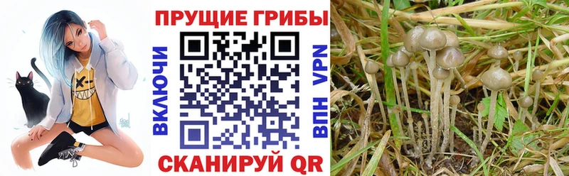 Псилоцибиновые грибы мухоморы  закладки  Котлас 